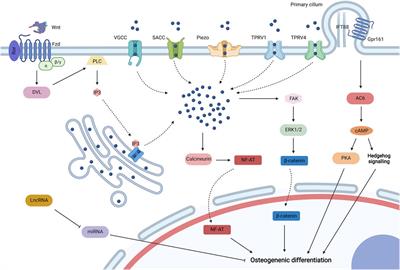 Biophysical Stimuli as the Fourth Pillar of Bone Tissue Engineering